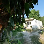 Tropikal Freskia Bunec